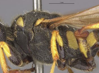 Media type: image;   Entomology 23547 Aspect: thorax lateral